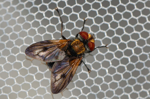 Ectophasia crassipennis
