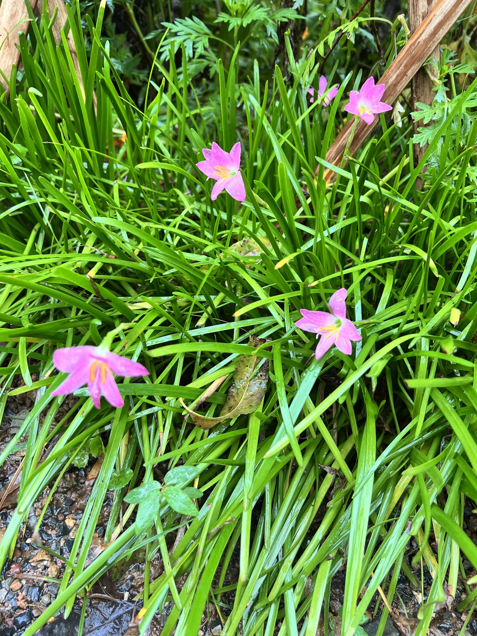 Zephyranthes carinata — ảnh 3