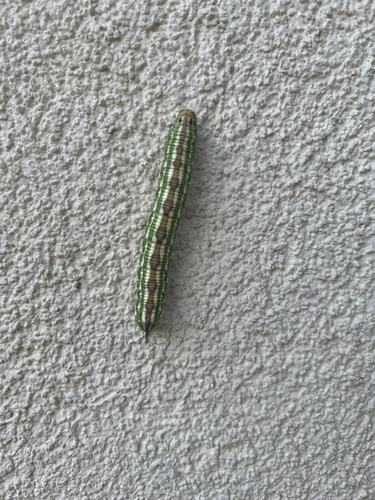 Pine Hawkmoth