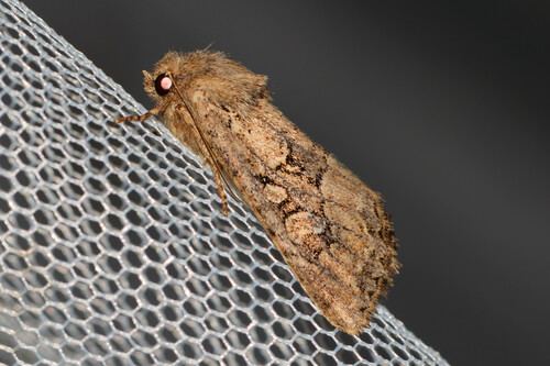 Flounced Rustic