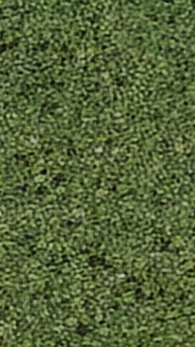 Lemna minor, photograph 5