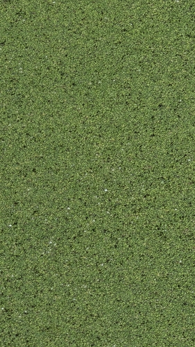 Lemna minor, photograph 6