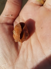 Pseudotonicia cuneata