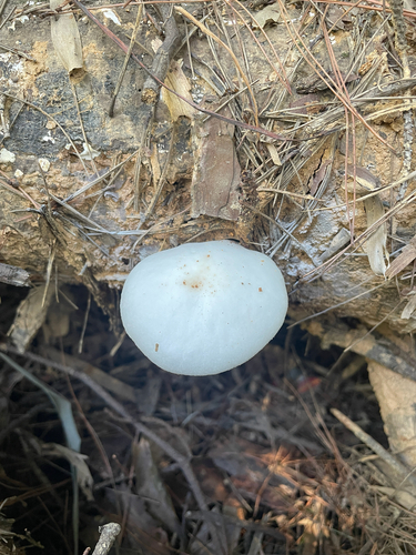porcelain mushroom