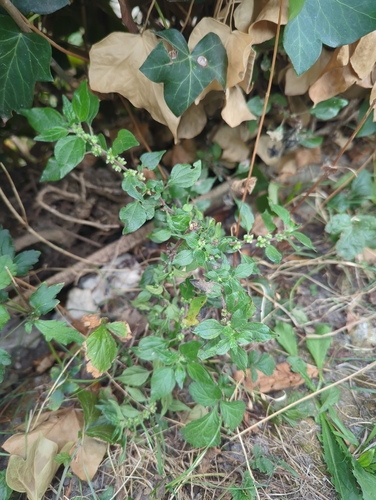 pellitory-of-the-wall