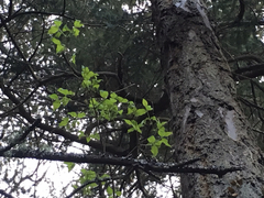 Philadelphus lewisii