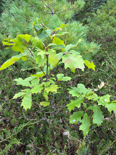 northern red oak