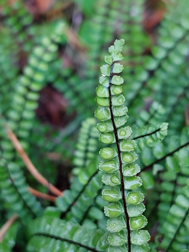 maidenhair spleenwort