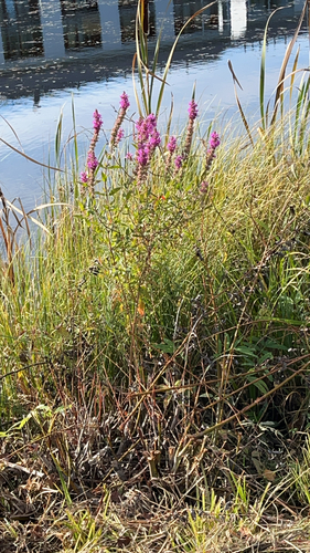 purple loosestrife