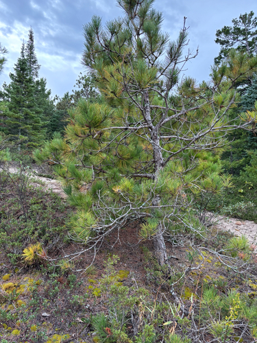 red pine