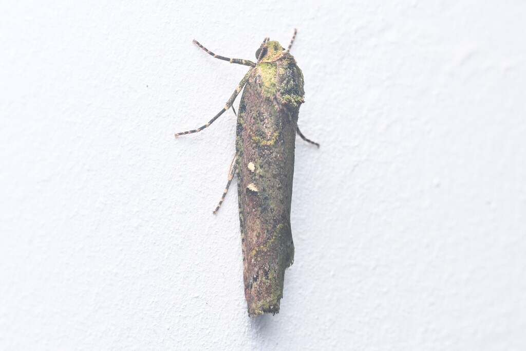 Kerala houlberti