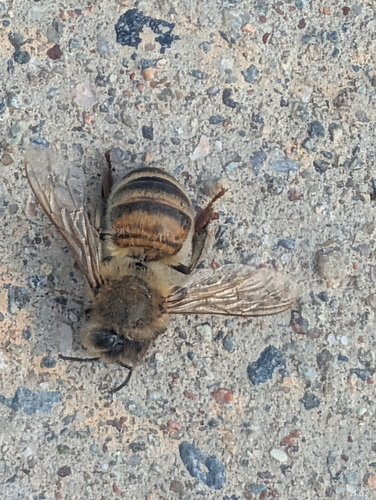 Western Honey Bee