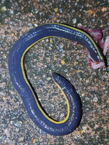 Koh Tao Caecilian