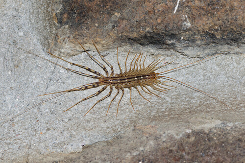 House Centipede