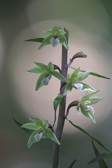 Epipactis purpurata