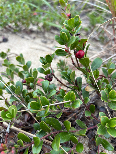 bearberry