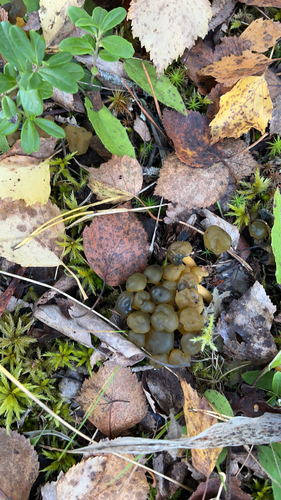 Ochre Jelly Club