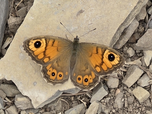 Large Wall Brown
