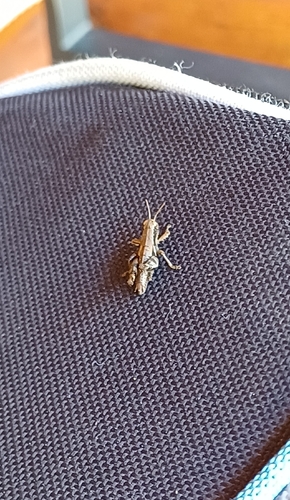 Common Maquis Grasshopper