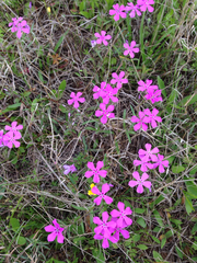Phlox cuspidata