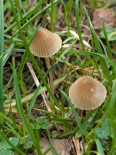 Brownedge Bonnet