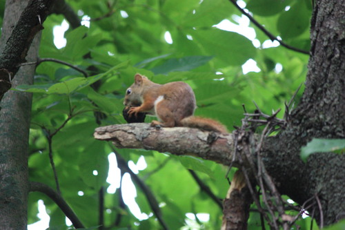 American Red Squirrel