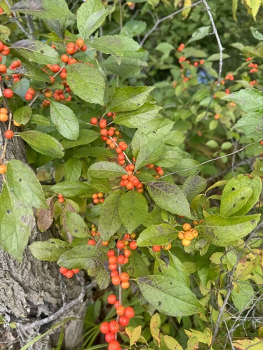 winterberry holly