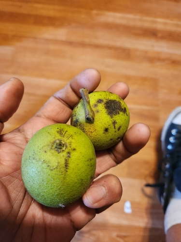 eastern black walnut