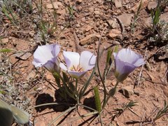 Calochortus ambiguus
