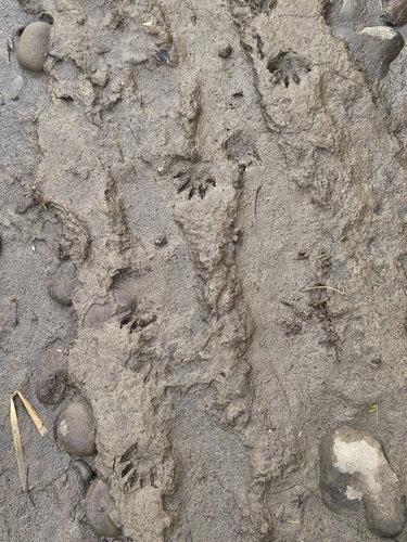 Common Raccoon