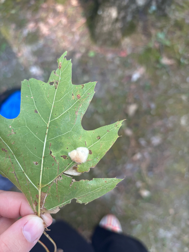 Callirhytis lanata