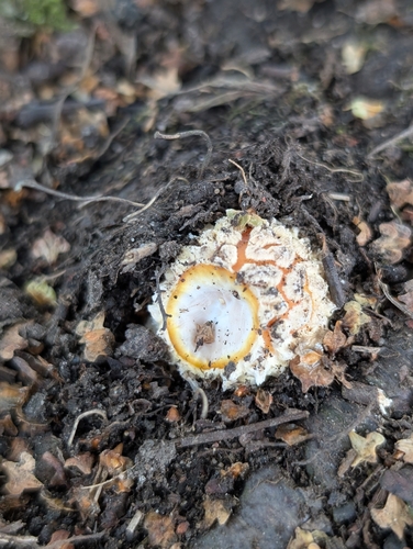 Fly Agaric