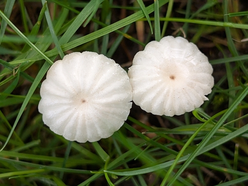 collared parachute