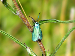 Jordanita globulariae