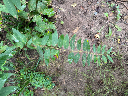 hemp dogbane