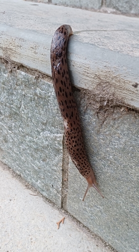 Conemenos' Slug