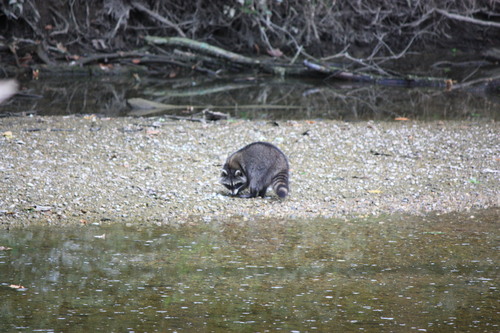 Common Raccoon