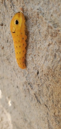 Spicebush Swallowtail