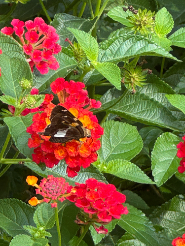 Silver-spotted Skipper