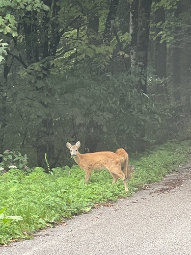 Western Roe Deer