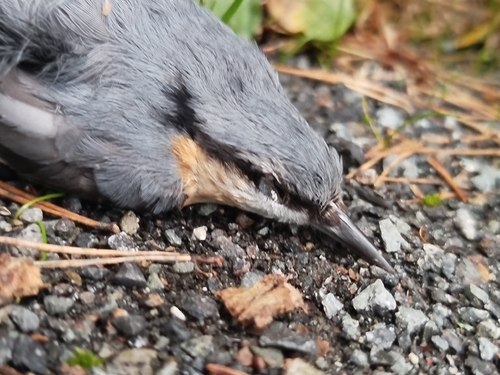 Eurasian Nuthatch