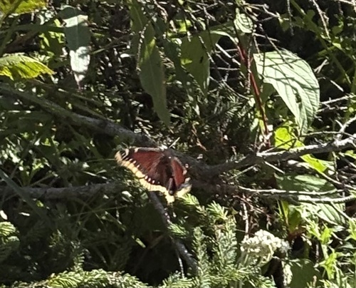 Mourning Cloak