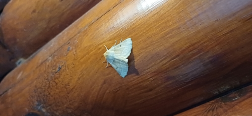Scalloped Oak