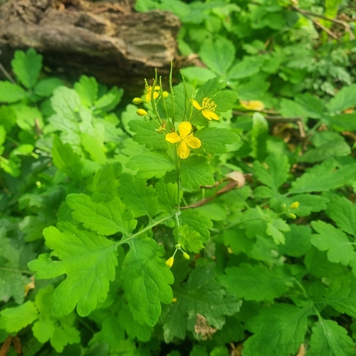 Greater celandine