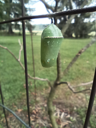 Monarch