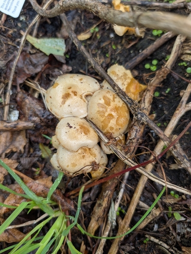 sticky scalycap