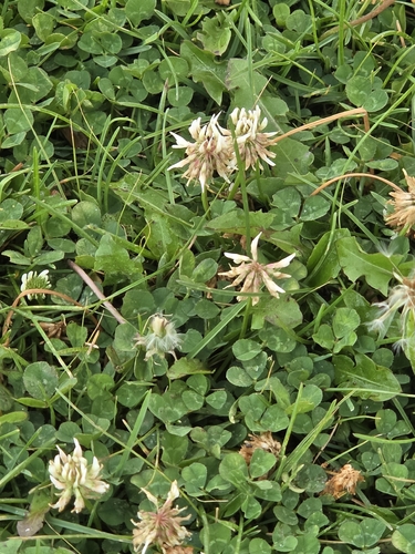 white clover