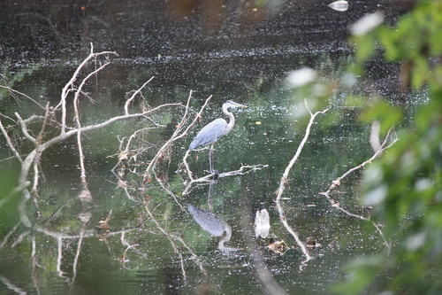 Great Blue Heron