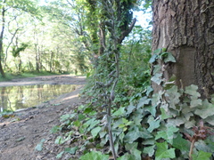 Epipactis microphylla