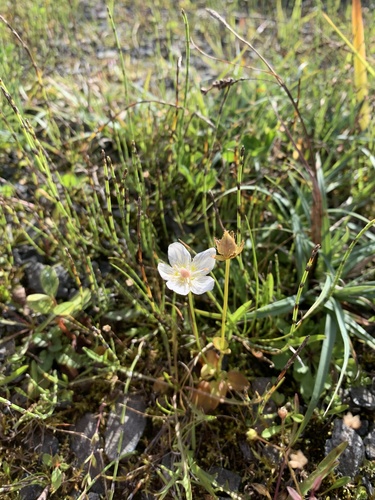 marsh grass-of-Parnassus